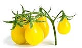 Semi di pomodoro di pera gialla - Lycopersicon esculentum foto, bestseller 2024-2023 nuovo, miglior prezzo EUR 4,29 recensione