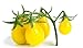 foto Semi di pomodoro di pera gialla - Lycopersicon esculentum nuovo bestseller 2024-2023