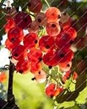 Pinkdose Gooseberry Frutta, Juicy Ribes bonsai Organic Fruit bonsai nutriente Bonsai alimentari bonsai impianto per il giardino domestico Pot 50 pc/bag: Verde foto, bestseller 2024-2023 nuovo, miglior prezzo  recensione