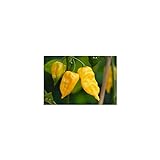 Semi di peperoncino Habanero Hot Lemon foto, bestseller 2024-2023 nuovo, miglior prezzo EUR 4,00 recensione