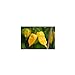 foto Semi di peperoncino Habanero Hot Lemon nuovo bestseller 2024-2023