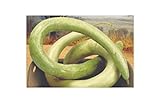 5 x Siceraria Lagenaria Cucuzi - Serpenti - Patisson Semi Zucca KS142 foto, bestseller 2024-2023 nuovo, miglior prezzo EUR 5,38 recensione
