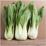 Pacchetto di 300 semi, Pak Choi bianco Stem Semenza di cavolo (Brassica rapa) foto, bestseller 2024-2023 nuovo, miglior prezzo EUR 10,99 recensione