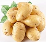 PlenTree 120 pezzi di patate Semi Antirughe nutrizione verde vegetale per il giardino domestico che pianta i semi di patate assorbendo la radiazione foto, bestseller 2024-2023 nuovo, miglior prezzo  recensione