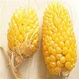 Plantree Fd950 Ananas semi di mais Heirloom semi di ortaggi biologici Popcorn Non-Gm 10Pc A foto, bestseller 2024-2023 nuovo, miglior prezzo  recensione