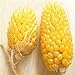 foto Plantree Fd950 Ananas semi di mais Heirloom semi di ortaggi biologici Popcorn Non-Gm 10Pc A nuovo bestseller 2024-2023
