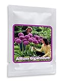 Aglio gigante (Allium Giganteum) - 30 semi / pacco - aglio decorativo, grandi dimensioni foto, bestseller 2024-2023 nuovo, miglior prezzo EUR 4,95 recensione