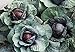 foto SEMI PLAT FIRM-Health Care cavolo viola Semi 300pcs, molto popolare foglia Vegetable Seeds, nutrizione ricca brillante Colorica oleracea Seeds nuovo bestseller 2024-2023