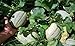 foto Go Garden 'Cantaloupe- Delicious 51 Semi di Melone Verdure 80 – 90 ct (3G) Molto Dolce nuovo bestseller 2024-2023
