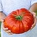 foto AGROBITS 100 nutrienti semi di anguria Pomodoro costoluto, enorme, sapore ricco, facile crescere Il mondo & # 39; s piÃ¹ grande bistecca nuovo bestseller 2024-2023