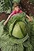 foto 100 semi / Bag rari gigante russo semi di cavolo, semi di ortaggi 95% + germinazione, verdura di alta qualità per il giardino di casa nuovo bestseller 2024-2023