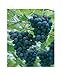 foto 1x Fresco Blu Uva Giardino Pianta K-P232 nuovo bestseller 2024-2023