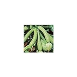 Semi biologici di Zucchino Genovese foto, bestseller 2024-2023 nuovo, miglior prezzo EUR 1,90 recensione
