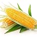 foto Portal Cool I semi vegetali di mais Delicatezza Zucchero gigante Organic Heirloom russa Ucraina nuovo bestseller 2024-2023