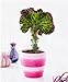 foto Pinkdose 100 Pezzi Bonsai Spurge Plant, Piante succulente a Forma di ventaglio, Rare Cactus Succulente Bonsai per Piante da Giardino piantine Fai da Te: 9 nuovo bestseller 2024-2023