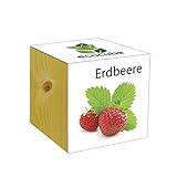Extragifts ecocube Fragola - piante nel cubo di legno foto, bestseller 2024-2023 nuovo, miglior prezzo EUR 9,99 recensione