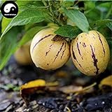 Comprare semi di melone Melanzana frutta 30pcs impianto Ginseng Fruit pepino Aiton foto, bestseller 2024-2023 nuovo, miglior prezzo EUR 14,51 recensione