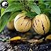 foto Comprare semi di melone Melanzana frutta 30pcs impianto Ginseng Fruit pepino Aiton nuovo bestseller 2024-2023