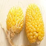Go Garden Fd950 Ananas - Semi di Mais per Verdure, Popcorn, biologici, Non-Gm, 10 pz foto, bestseller 2024-2023 nuovo, miglior prezzo  recensione