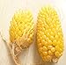foto Go Garden Fd950 Ananas - Semi di Mais per Verdure, Popcorn, biologici, Non-Gm, 10 pz nuovo bestseller 2024-2023