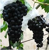 Pinkdose 200 Black garden uva rara colorata d'uva frutta bonsai di trasporto foto, bestseller 2024-2023 nuovo, miglior prezzo  recensione