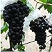 foto Pinkdose 200 Black garden uva rara colorata d'uva frutta bonsai di trasporto nuovo bestseller 2024-2023