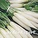 foto SEMI PLAT firm-100pcs bianco lungo sottile ravanello Seeds ravanello bianco lungo Ghiacciolo Raphanus Sativus Vegetable Seeds impianto fai da te nuovo bestseller 2024-2023