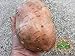 foto Perdita di promozione! semi di patata dolce, Batata Mameya di Prorganics 20pcs nuovo bestseller 2024-2023