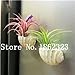 foto Pinkdose 100 Pz Rare Bromeliad Vegetable Seeds e Frutta Giardino Piante succulente Mini Cactus Pots Crescita Naturale per la casa Giardino delle Piante: 17 nuovo bestseller 2024-2023