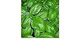 BASILICO GENOVESE 270 SEMI foglia larga PESTO LIGURE Basil pianta erba aromatica foto, bestseller 2024-2023 nuovo, miglior prezzo EUR 2,70 recensione