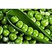 foto SEMI PLAT FIRM-dolci semi di pisello, piselli, piselli dolci frutta e verdura resistenti pianta in vaso verdura biologica 10 semi/pacchetto nuovo bestseller 2024-2023