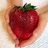 Visa Store Semi di fragola rossa gigante di Davitu 100Pcs Semi di Heirloom Super Japan Strawberry Garden foto, bestseller 2024-2023 nuovo, miglior prezzo  recensione