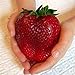 foto Visa Store Semi di fragola rossa gigante di Davitu 100Pcs Semi di Heirloom Super Japan Strawberry Garden nuovo bestseller 2024-2023