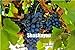 foto Pinkdose Saldi!Â 100 pz Piante d'uva Nero Uva Albero bonsai Cresce Frutta Bonsai Piante non OGM Cibo commestibile balcone piante da giardino in vaso: 1 nuovo bestseller 2024-2023