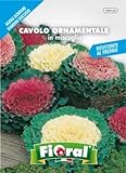 Sementi da fiore di qualità in bustina per uso amatoriale (CAVOLO ORNAMENTALE IN MISCUGLIO) foto, bestseller 2024-2023 nuovo, miglior prezzo  recensione