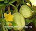foto SEMI PLAT FIRM-2016New cimelio organici limone Cetriolo Semi - Semi di verdure 50pcs nuovo bestseller 2024-2023
