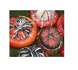 20x Zucca Turco Tappo Grande Früchte- Patisson Seme Verdure K440 foto, bestseller 2024-2023 nuovo, miglior prezzo EUR 6,46 recensione