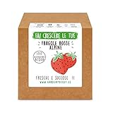 Garden Pocket - Fai crescere le tue FRAGOLE ROSSE - Kit di germinazione foto, bestseller 2024-2023 nuovo, miglior prezzo EUR 14,90 recensione