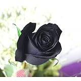 TOPmountain Semi di fiore misteriosa rosa nera 100pcs Bellissimi semi di fiori Semi di piante ornamentali da giardino foto, bestseller 2024-2023 nuovo, miglior prezzo EUR 15,39 recensione