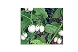 50x Speciale Seme Melanzana White Uova - Melanzana Seme Verdure K59 foto, bestseller 2024-2023 nuovo, miglior prezzo EUR 4,99 recensione