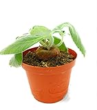 PIANTE GRASSE VERE Sinningia Leucotricha Esemplare da Collezione Produzione Viggianocactus foto, bestseller 2024-2023 nuovo, miglior prezzo EUR 41,90 recensione