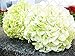 foto impianto di 10 pezzi di ortensia Paniculata vaniglia Fraise semi fragola ortensia di semi di bonsai in vaso di fiori per il giardino di casa 1 nuovo bestseller 2024-2023