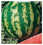 24 C.ca Semi Anguria Crimson Sweet - Citrullus lanatus In Confezione Originale Prodotto in Italia - Angurie foto, bestseller 2024-2023 nuovo, miglior prezzo EUR 7,40 recensione