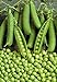 foto Pinkdose bonsai 20 pc/sacchetto semi di fagiolo Piselli Alpha russo Organic Heirloom semi di verdure per la semina giardino di casa nuovo bestseller 2024-2023