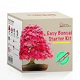 Fai crescere il tuo kit di bonsai - Fai crescere facilmente 4 tipi di alberi bonsai con il nostro kit di base completo di semi di bonsai per principianti - kit regalo con semi unici foto, bestseller 2024-2023 nuovo, miglior prezzo EUR 17,99 recensione