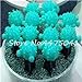foto Pinkdose 100 Pz/Borsa Arcobaleno Mini Cactus Bonsai Piante grasse Rare Fioritura Interna Cactus Pianta Ornamenti da Giardino perenni Semillas De Flor: 8 nuovo bestseller 2024-2023