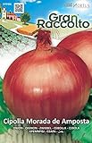 Hortus 30CIP2406 Gran Raccolto Cipolla Morada de Amposta, 13x0.4x20 cm foto, bestseller 2024-2023 nuovo, miglior prezzo EUR 1,50 recensione