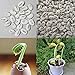 foto Portal Cool Semi 50Pcs decorazione vegetale Growing bonsai verdi semi Fagioli Pianta semi Wst 01 nuovo bestseller 2024-2023