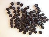 20 semi di mais nero Piante semi di ortaggi frutta Seeds foto, bestseller 2024-2023 nuovo, miglior prezzo EUR 3,50 recensione
