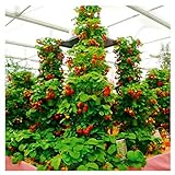 100pcs / confezione gigante di fragola fragola scalare big red piante semi a casa garden foto, bestseller 2024-2023 nuovo, miglior prezzo EUR 1,99 recensione